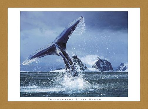 Framed Framed Antarctica - Steve Bloom