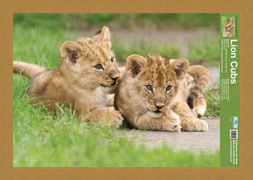 Framed Framed Lion Cubs - Fun Facts