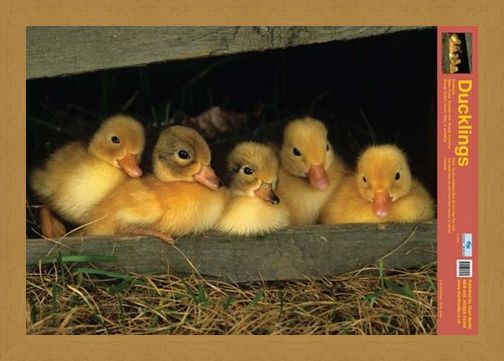 Framed Framed Fluffy Friends - All About Ducklings