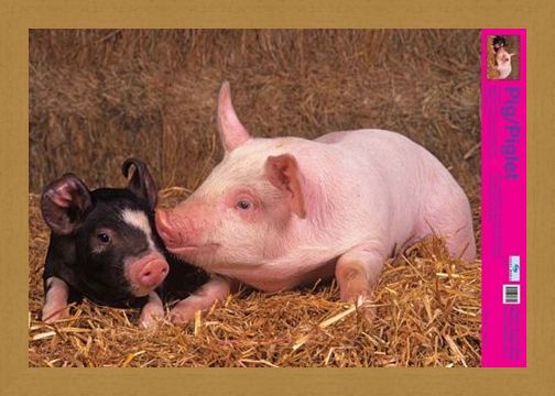 Framed Framed Curly Tailed Cutie - Piglets