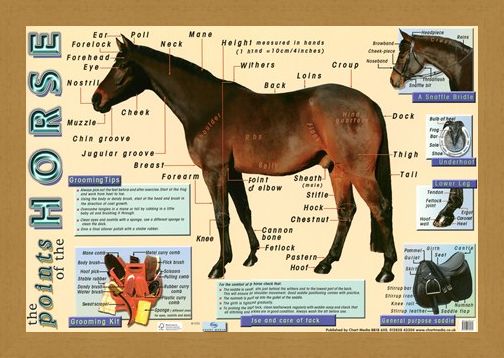 Framed Framed Points of the Horse - Equine Care
