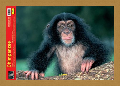 Framed Framed Animal World - Chimpanzee
