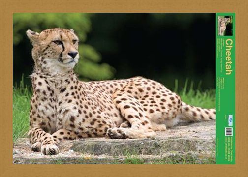 Framed Framed The Cheetah - Wild Facts