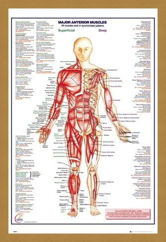 Framed Framed Major Anterior Muscles - Human Body
