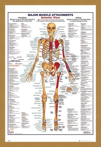 Framed Framed Major Muscle Attachments Anterior - Human Body