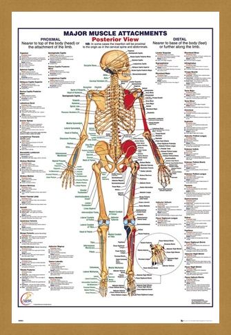 Framed Framed Major Muscle Attachments Posterior - Human Body