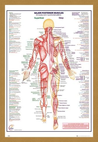 Framed Framed Major Posterior Muscles - Human Body