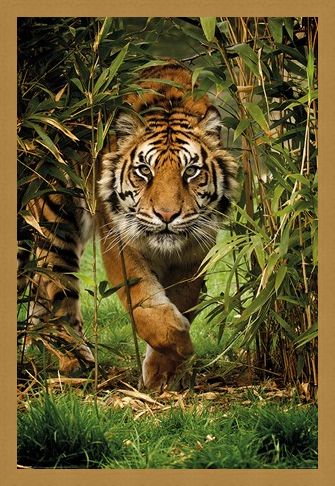 Framed Framed King Of The Jungle - Bamboo Tiger