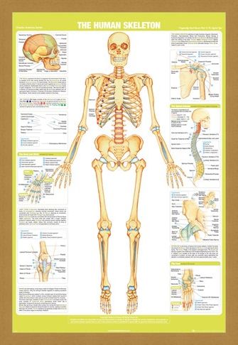 Framed Framed Skeleton - Chartex Anatomy