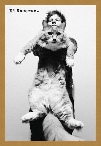 Framed Framed Fat Cat - Ed Sheeran