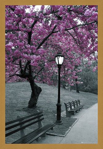 Framed Framed Blossom in Central Park - Cherry tree in blossom