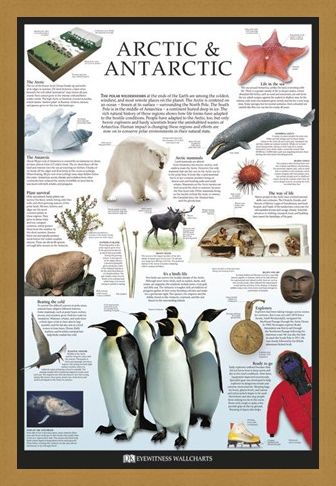 Framed Framed The Arctic & Antarctic - Dorling Kindersley