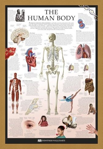 Framed Framed The Human Body - Dorling Kindersley