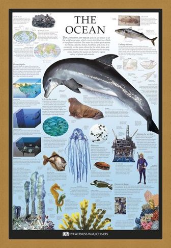 Framed Framed The Ocean - Dorling Kindersley