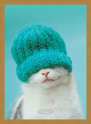 Framed Framed Guiness the Cat and Hat - Rachael Hale