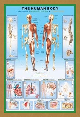 Framed Framed The Human Body and it's Organs - Human Biology