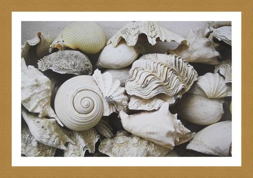 Framed Framed Still Life with Shells - Rene and Barbara Stoeltie