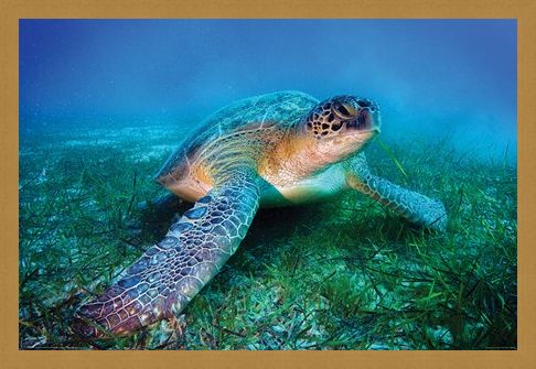 Framed Framed Loggerhead Sea Turtle - Animal