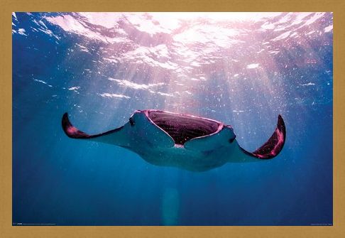 Framed Framed Manta Ray - Animal Photography