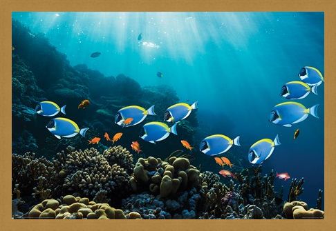 Framed Framed Tropical Waters - Surgeonfish & Goldies