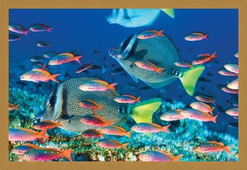 Framed Framed Yellow-Tailed Surgeonfish - Sealife