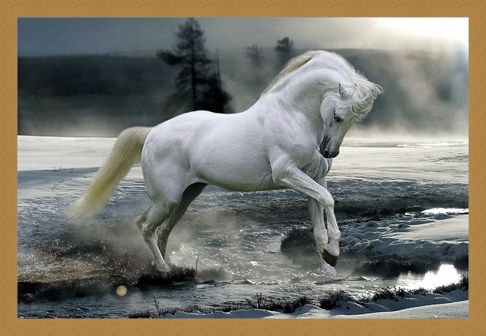 Framed Framed Horse Snow - Bob Langrish