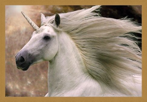 Framed Framed Unicorn - Bob Langrish