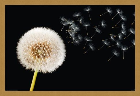 Framed Framed Dandelion Dream - Fly Away