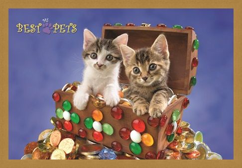 Framed Framed Kitten Treasure - My Best Pets