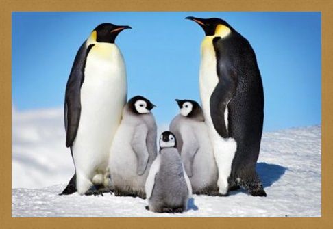 Framed Framed Penguin Harmony - Penguin Family