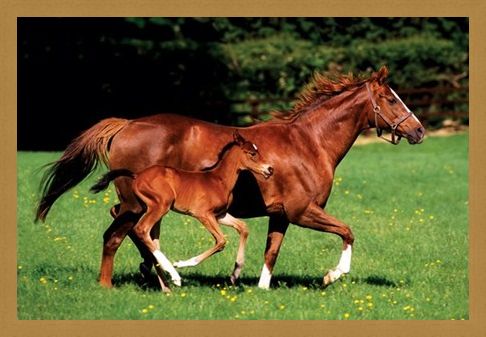 Framed Framed Chestnut Mare and Foal - The Beauty of Horses