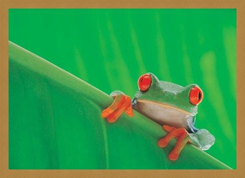 Framed Framed Red Eyed Frog - Nature