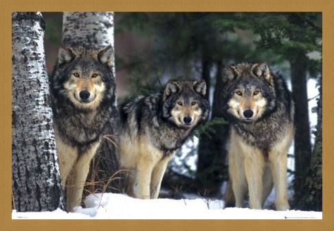 Framed Framed Three Wolves in the Snow - Canis Lupis – The Timberwolf