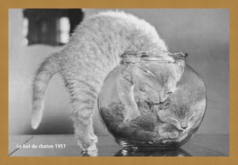 Framed Framed Bowl of Cats - Le Bol Du Chaton