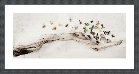 Framed Framed Drift of Butterflies - Ian Winstanley