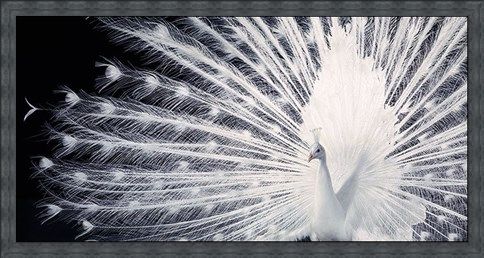 Framed Framed Courtship - Tim Flach