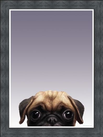 Framed Framed Pug - Inquisitive Creatures