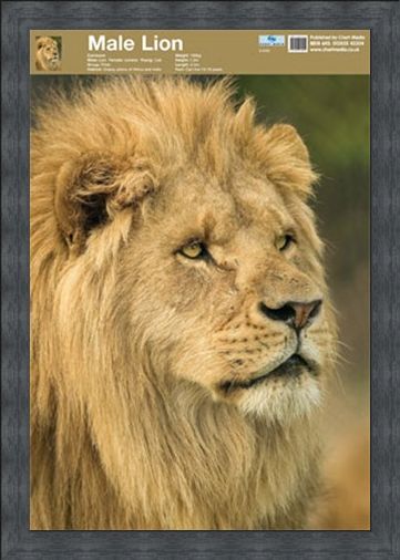 Framed Framed Animal World - Lion