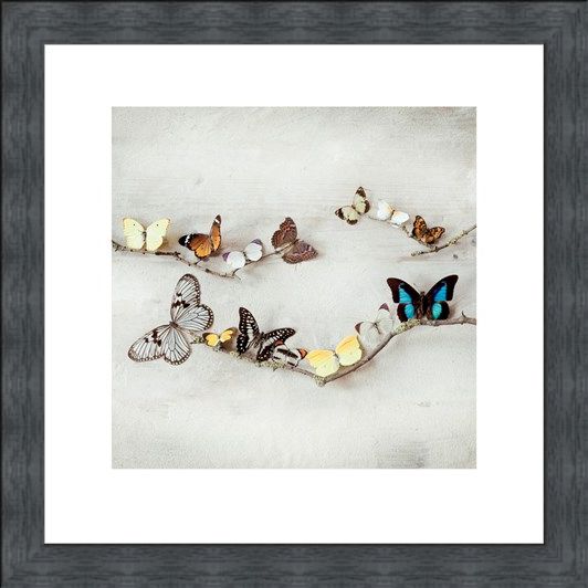 Framed Framed Array of Butterflies - Ian Winstanley