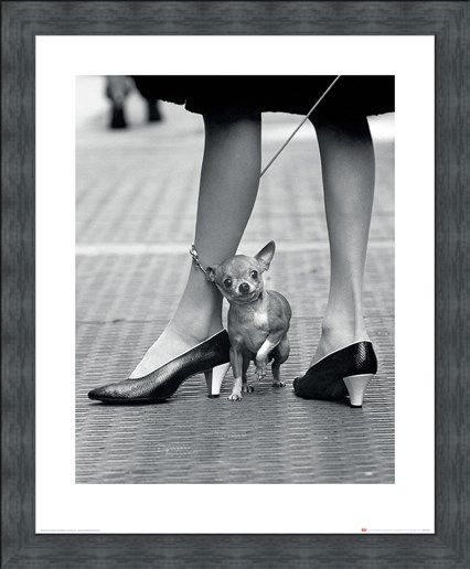 Framed Framed Chihuahua - Time Life