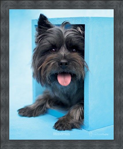 Framed Framed Maximus the Puppy - By Rachael Hale