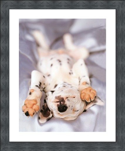Framed Framed Monty - Rachael Hale