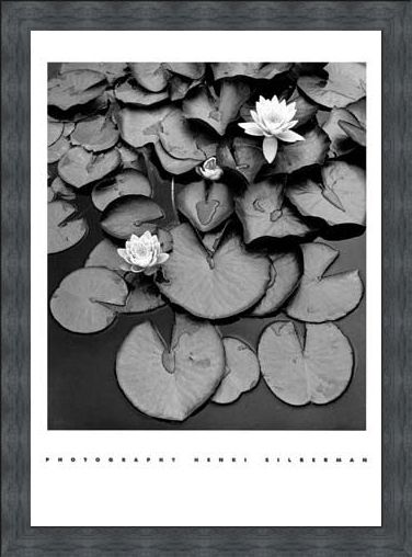Framed Framed Waterlilies - Henri Silberman