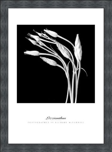Framed Framed Lizzianthus - Richard McConnell
