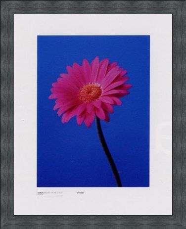 Framed Framed Gerbera Serenity - Masao Ota