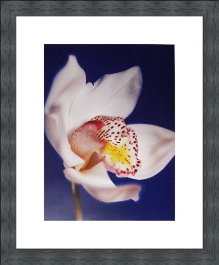Framed Framed Orchid - Michael Banks