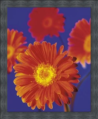 Framed Framed Red Flowers - Gerberas