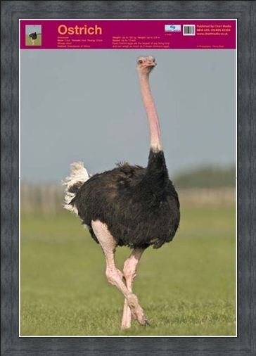 Framed Framed Ostrich - Wildlife Fun Facts