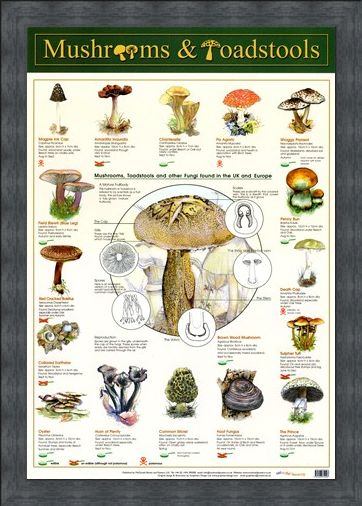 Framed Framed Mushrooms & Toadstools - Fungi