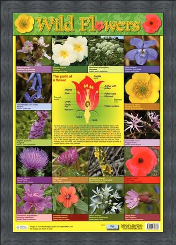 Framed Framed Wild Flowers - Parts of a Flower
